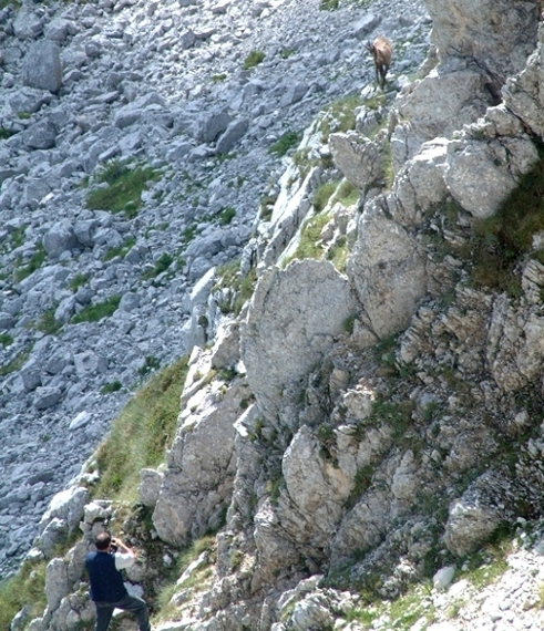 Camoscio d''Abruzzo Rupicapra pyrenaica ornata